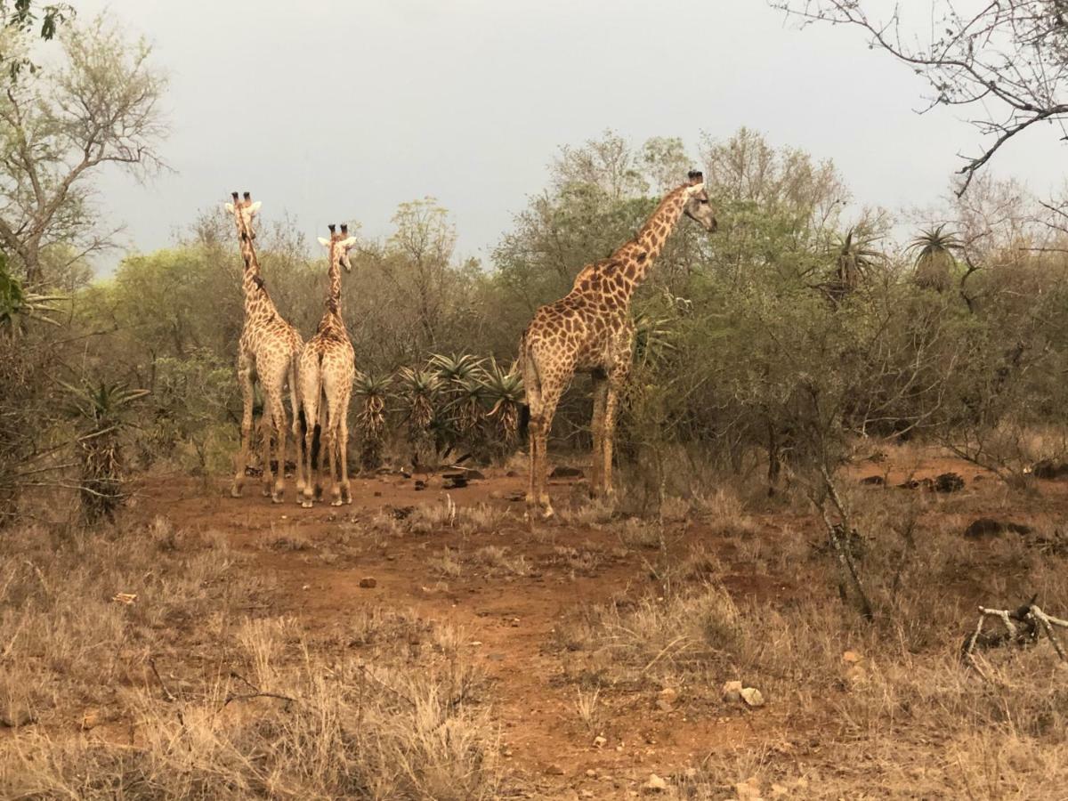 3433 On Klipspringer Marloth Park Kruger 빌라 외부 사진